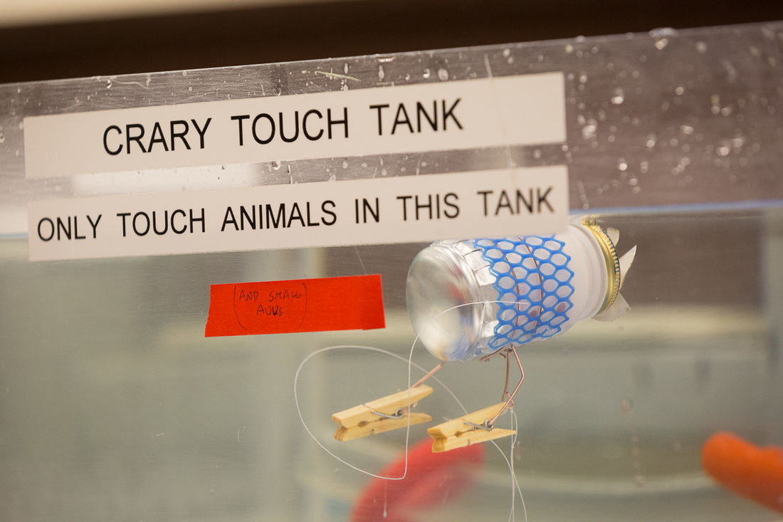 Craft AUV submersible in the touch tank at Crary Lab